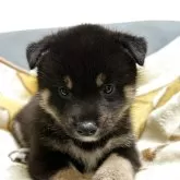 柴犬(標準サイズ)