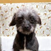 チワプー(チワワ×トイプードル)