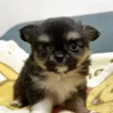 チワワ(ロング)