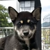 柴犬(標準サイズ)