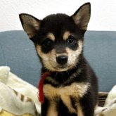 柴犬(豆柴)
