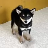柴犬(標準サイズ)