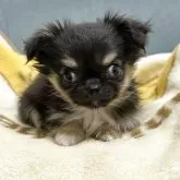 チワワ(ロング)