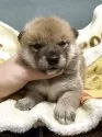 柴犬(標準サイズ)【岡山県・男の子・2025年9月10日・赤】の写真2