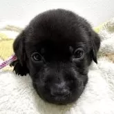 ラブラドールレトリバー【岡山県・女の子・2025年7月23日・ブラック】の写真4