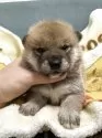 柴犬(標準サイズ)【岡山県・男の子・2025年9月10日・赤】の写真6