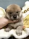 柴犬(標準サイズ)【岡山県・男の子・2025年9月10日・赤】の写真7