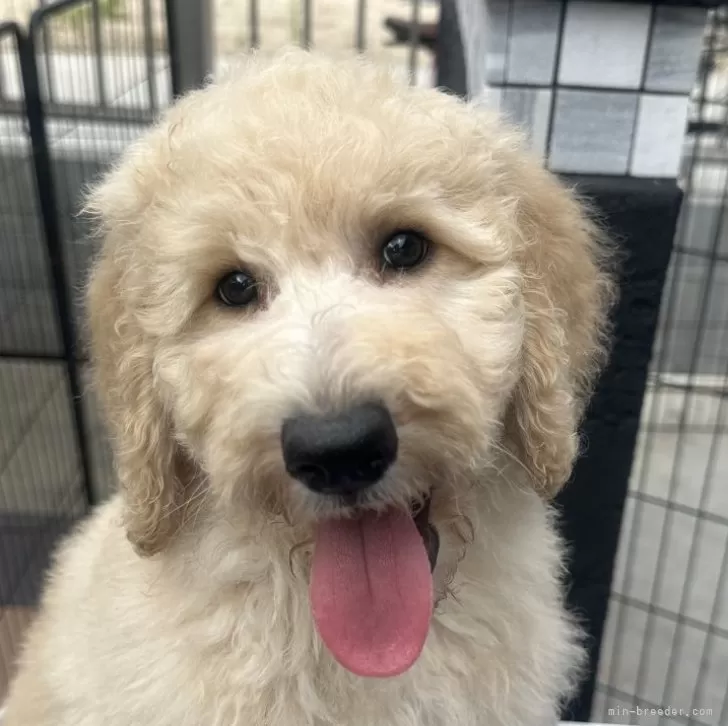 ID:2407-02639の子犬