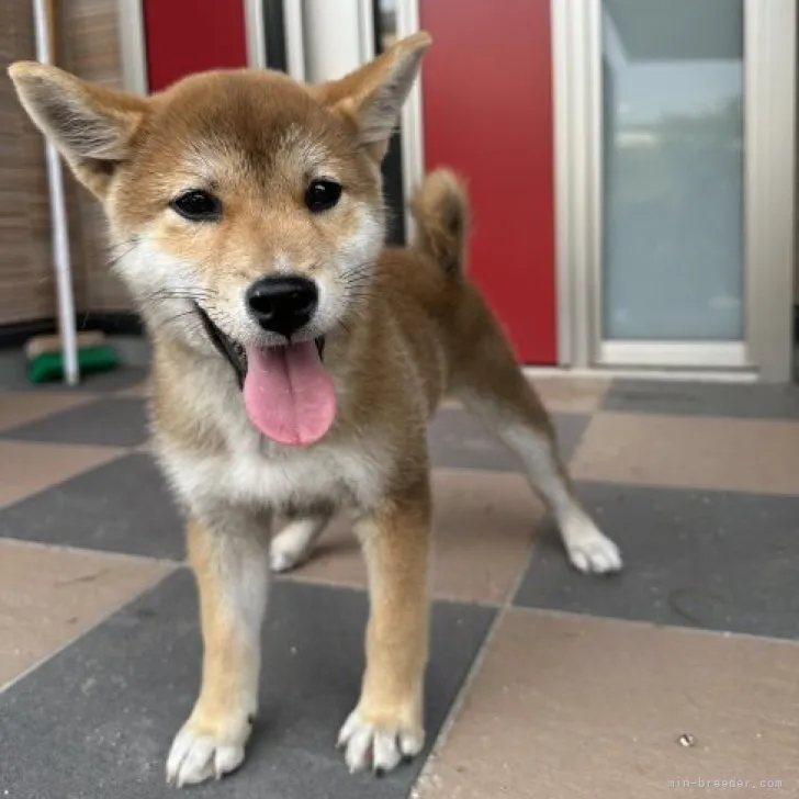 ID:2304-00439の子犬