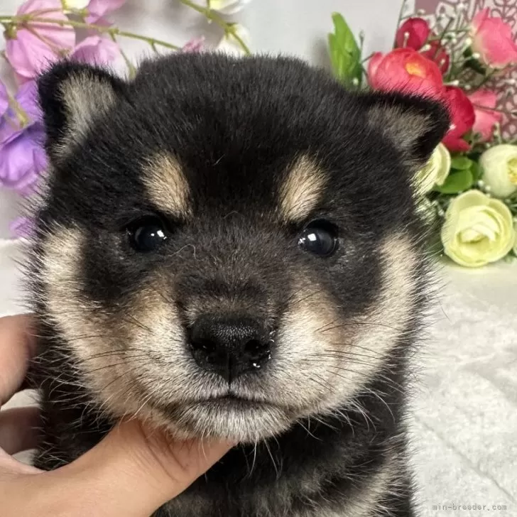 ID:2406-06895の子犬