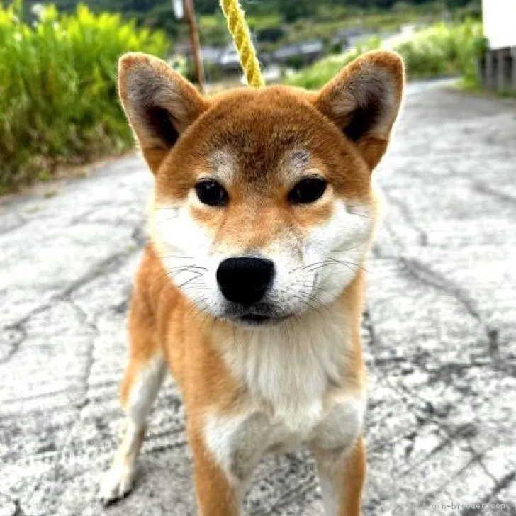 ID：2304-00310の子犬