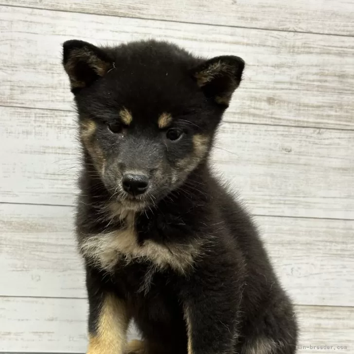 ID：2312-05611の子犬