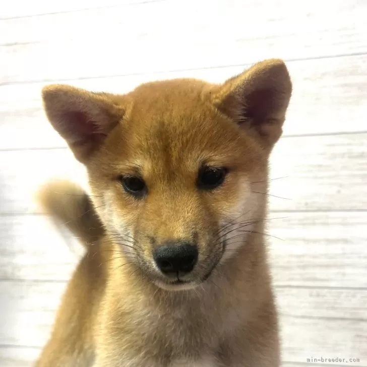 ID：2406-02790の子犬