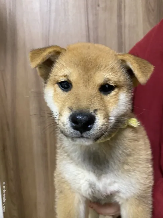 ID:2111-03022の子犬