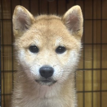 柴犬(標準サイズ)【岡山県・女の子・2024年6月3日・赤】の写真「お迎えしやすい価格に変更してます‼️」