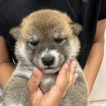 柴犬(標準サイズ)【岡山県・女の子・2023年6月4日・赤】の写真「むちむちで可愛いですよ😍」