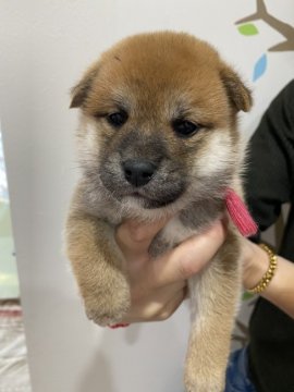 柴犬(標準サイズ)【岡山県・女の子・2022年4月21日・赤】の写真「元気いっぱいな女の子」