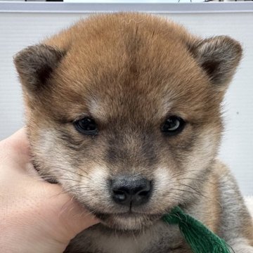 柴犬(標準サイズ)【岡山県・男の子・2024年1月24日・赤】の写真「赤柴の男の子😁」