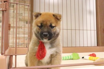 柴犬(標準サイズ)【岡山県・男の子・2021年11月4日・赤】の写真「Xmasセールでお値引き。」
