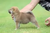 柴犬(標準サイズ)【岡山県・男の子・2023年6月4日・赤】の写真3