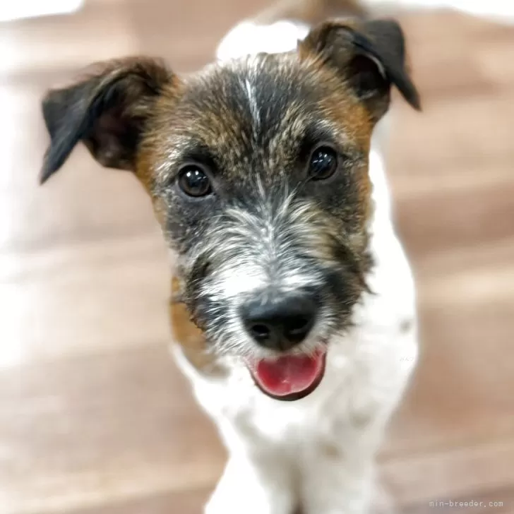 ID:2507-01751の子犬