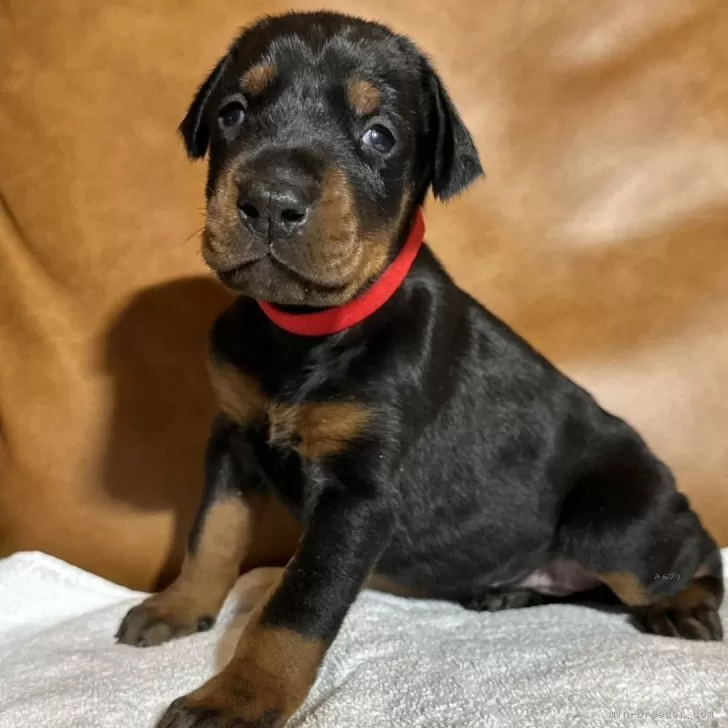 ID:2412-05276の子犬