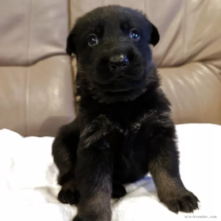 ID：2505-02665の子犬