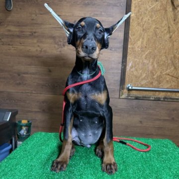 ドーベルマン【宮城県・女の子・2025年7月9日・ブラックタン】の写真「マイペースな女の子♬.*゚」
