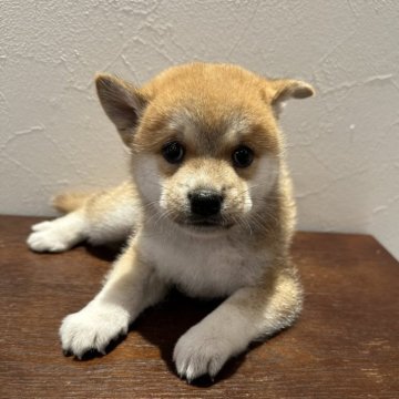 柴犬(豆柴)【宮城県・男の子・2025年7月18日・赤毛】の写真「マイペースな男の子♬︎」