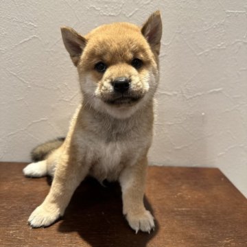 柴犬(豆柴)【宮城県・男の子・2025年7月18日・赤毛】の写真「ムッチムチのおっとり男の子♬︎」