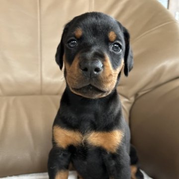 ドーベルマン【宮城県・女の子・2025年3月26日・ブラックタン】の写真「優良血統ユーロドーベルマン♬︎」