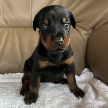 ドーベルマン【宮城県・女の子・2025年5月25日・ブラックタン】の写真「父犬外産輸入犬✩.*˚ブラックタン女の子♬︎」