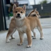 柴犬(豆柴)