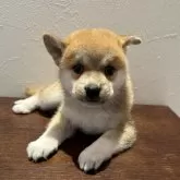 豆柴