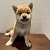 柴犬(豆柴)