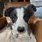 ボーダーコリー【宮城県・女の子・2024年10月25日・ブラック&ホワイト】の写真4