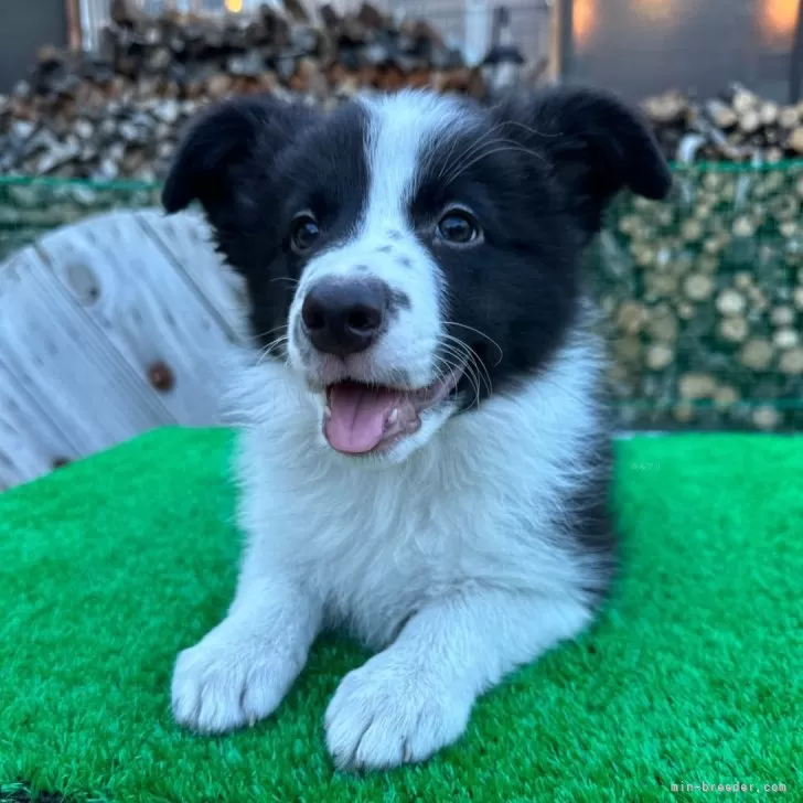 ID：2406-00116の子犬