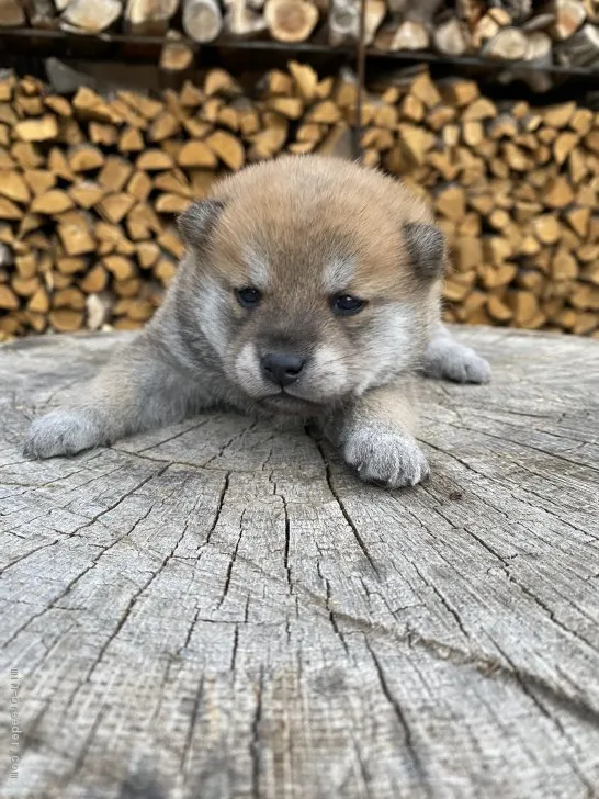 ID:2105-01295の子犬
