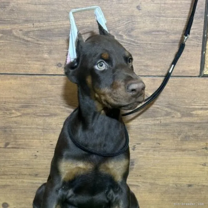 ID：2308-05720の子犬