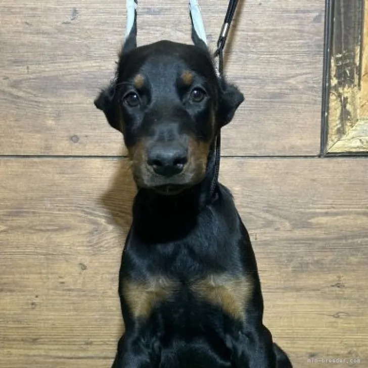 ID:2308-05714の子犬