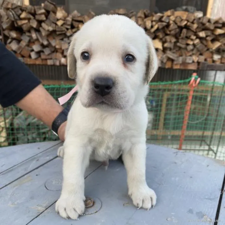 ID:2212-00737の子犬
