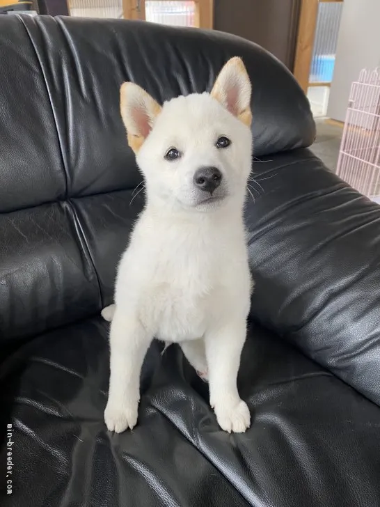 ID:2105-01293の子犬