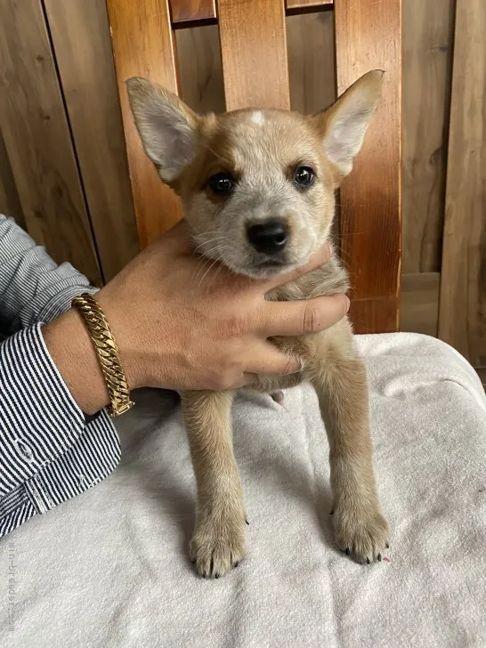 ID:2111-03321の子犬