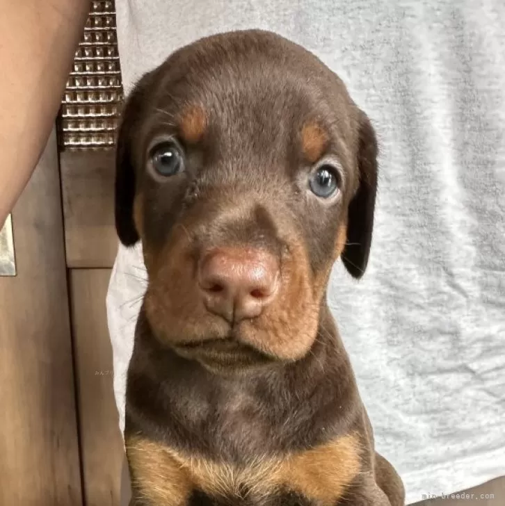 ID：2407-08177の子犬