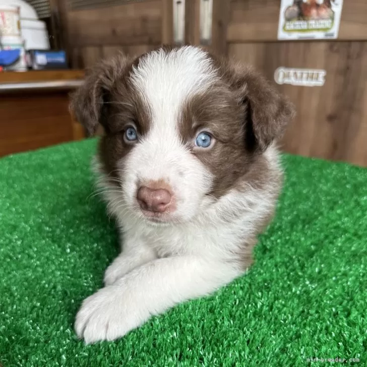 ID：2406-00099の子犬