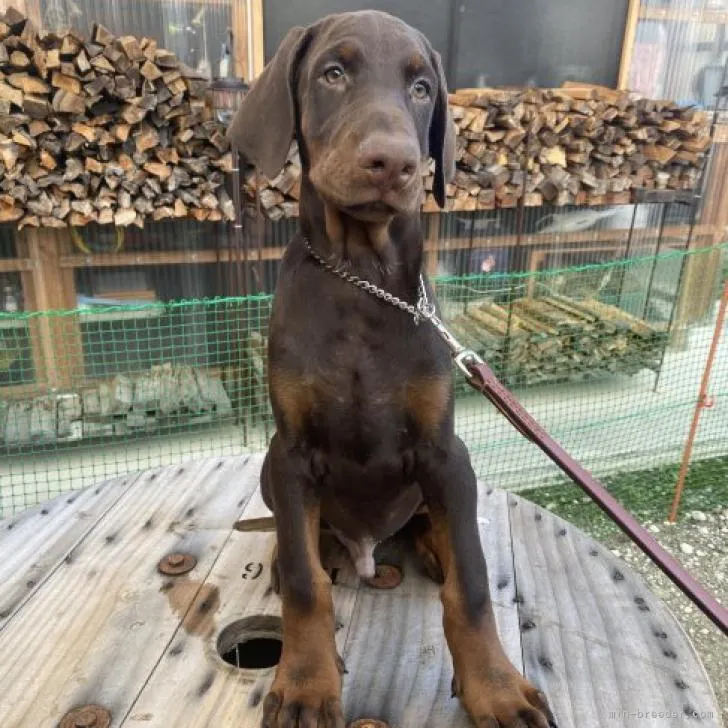 ID：2209-02678の子犬