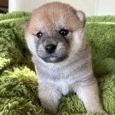 豆柴【宮城県・男の子・2024年1月11日・赤毛】の写真1「2/7 撮影」