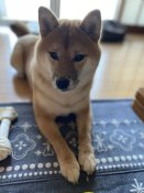 豆柴【・女の子・2019年9月8日・赤毛】