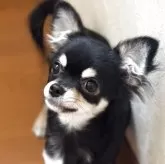 チワワ(ロング)