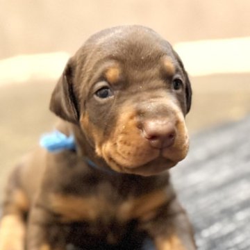 ドーベルマン【東京都・男の子・2025年11月10日・チョコレートタン】の写真「日本警察犬協会の優良血統✨ヨーロッパタイプです❗️」